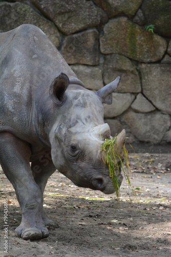 動物園のクロサイ