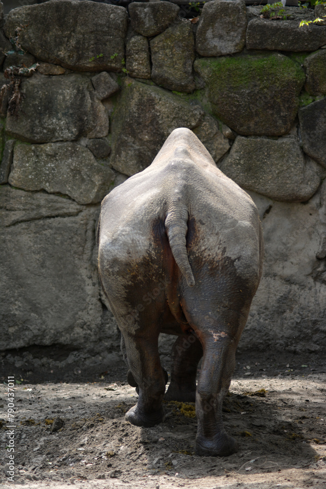 Fototapeta premium 動物園のクロサイ