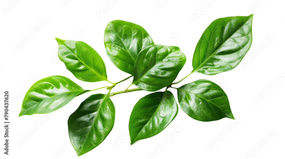 Leaves Leaves