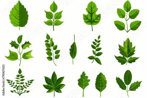 set of various green leaves element vector icon, white background, black colour icon