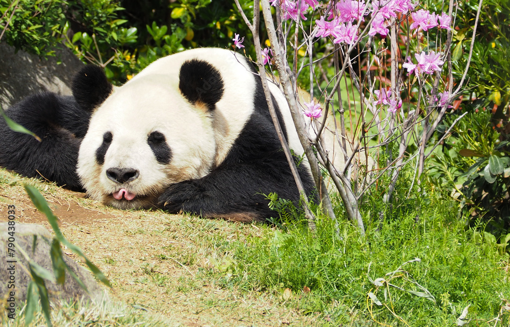 花の傍でうつ伏せで寝る動物園のパンダ