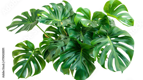 Leaf of a tropical plant