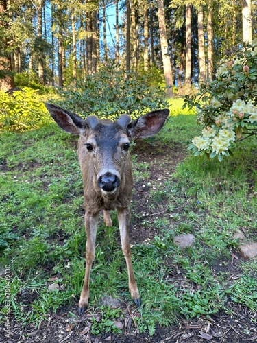 A blacktail deer with fuzzy antlers that have just begun to grow  standing next to yellow rhododendron flowers with forest in background in Eugene  Oregon.