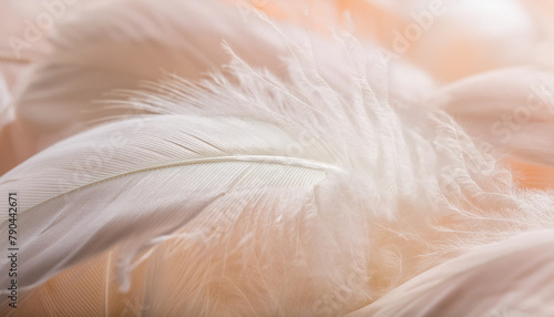 羽　フェザー　鳥の羽　ダウン　羽毛　素材 © Akiyama photo studio