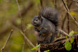 Squirrel on log