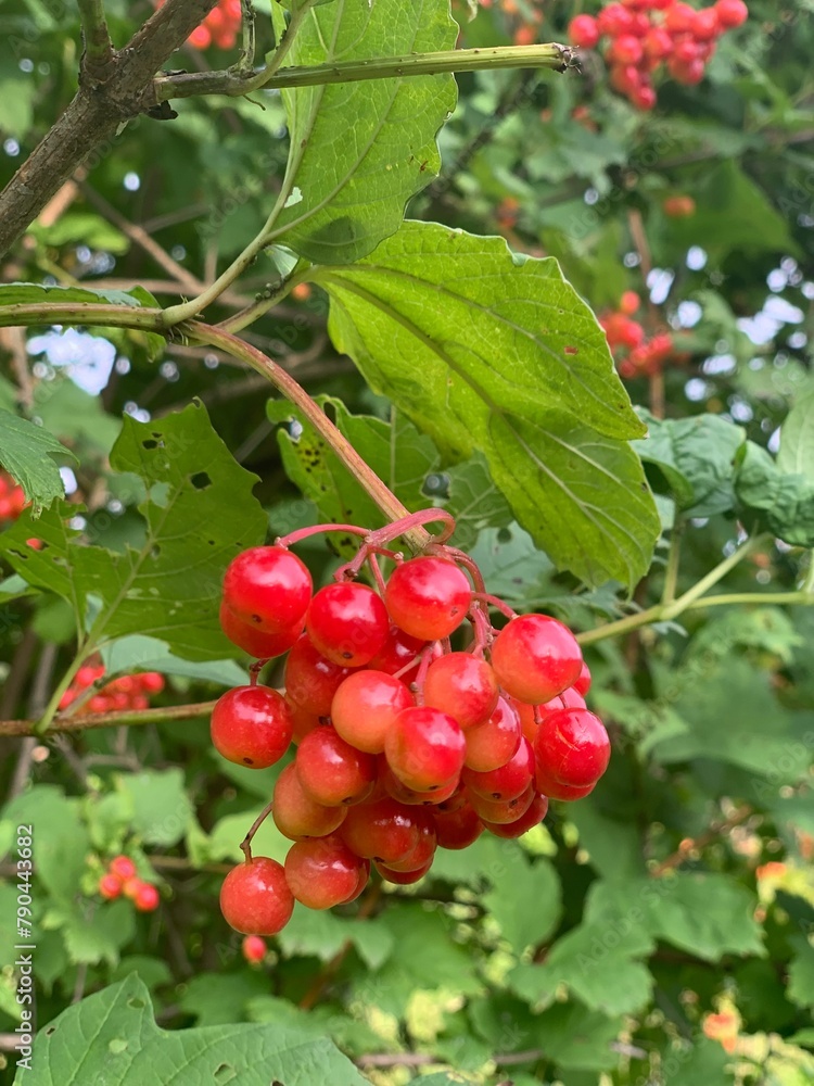 red currant bush, kalyna, nature