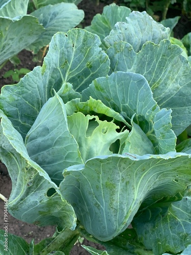 head of cabbage, cavolo