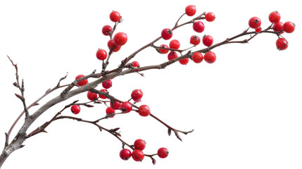Winter Holly Branch with Berry