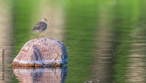 Bild auf Leinwand Solitary sandpiper perched on a bounder in a lake.