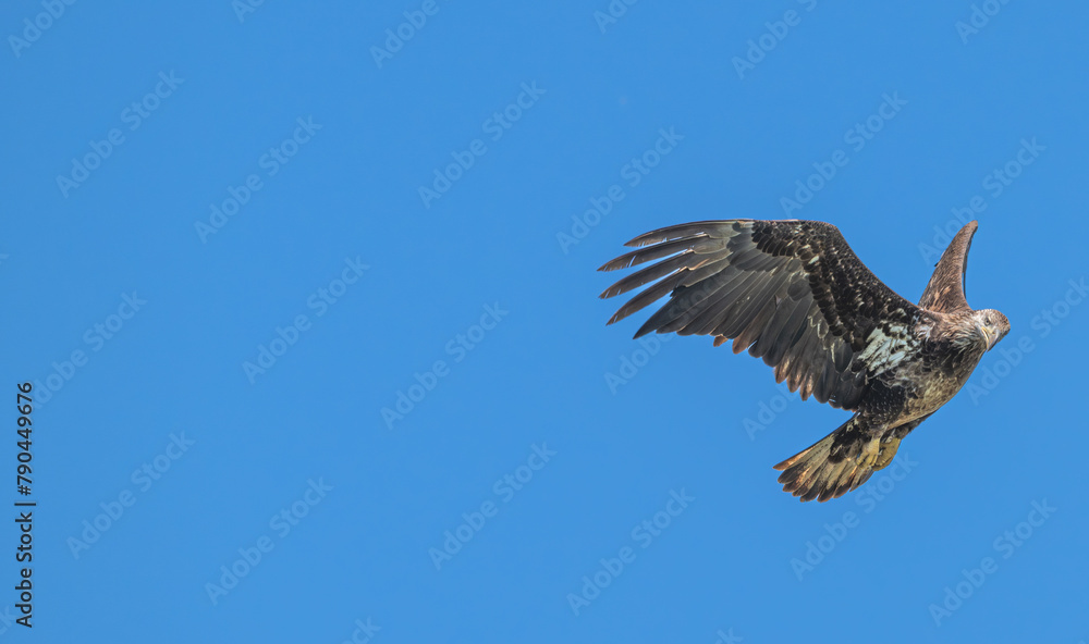 Closeup of a juvenile bald eagle in flight. Closeup of a juvenile bald eagle in flight.