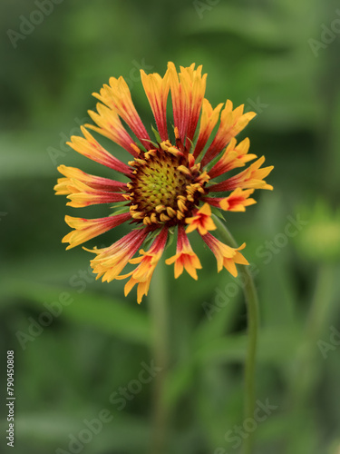 Close up of The Gaillardia Daisy  also known as Blanket Flower  is a fun  color-popping perennial to add to your garden. Red Yellow wildflower in nature 