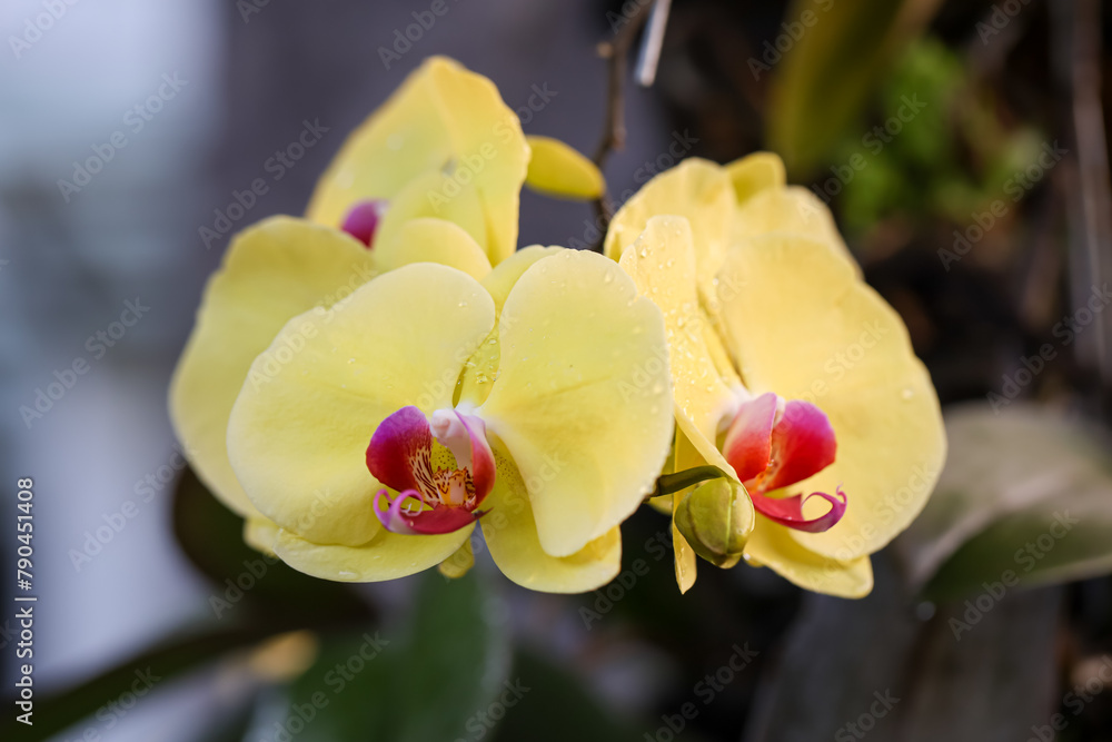 Yellow moon orchid, moth orchid, or mariposa orchid, is a species of flowering plant in the orchid family Orchidaceae. Isolated picture, selective focus, bokeh background
Yellow moon orchid, moth orchid, or mariposa orchid, is a species of flowering plant in the orchid family Orchidaceae. Isolated picture, selective focus, bokeh background