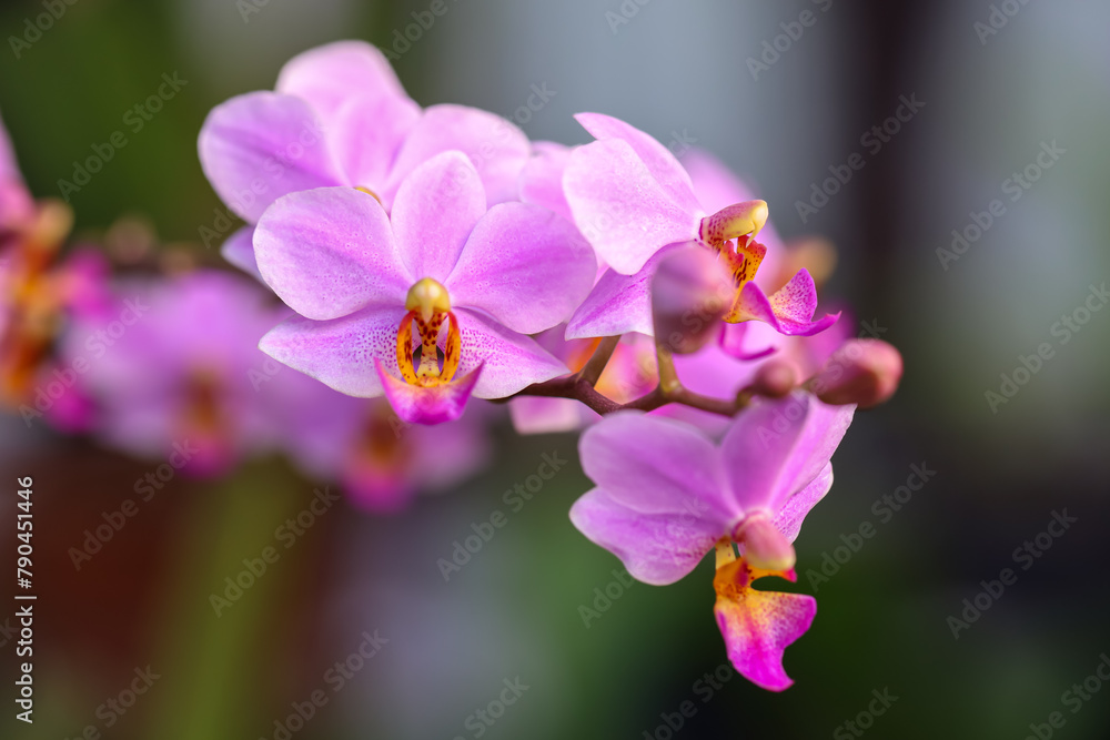 Fototapeta premium Purple doritaenopsis orchid flowers are very beautiful. Close up of purple orchid flowers 