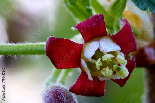 Gooseberry Blossom Closeup