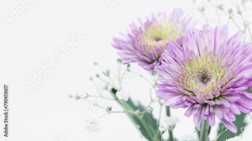 紫色の菊の花　キク　葬儀　葬式　喪中　ハガキ　仏事 photo