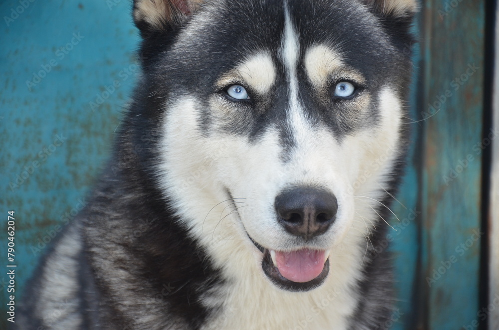 A beautiful Siberian Husky dog with blue eyes A beautiful Siberian Husky dog with blue eyes