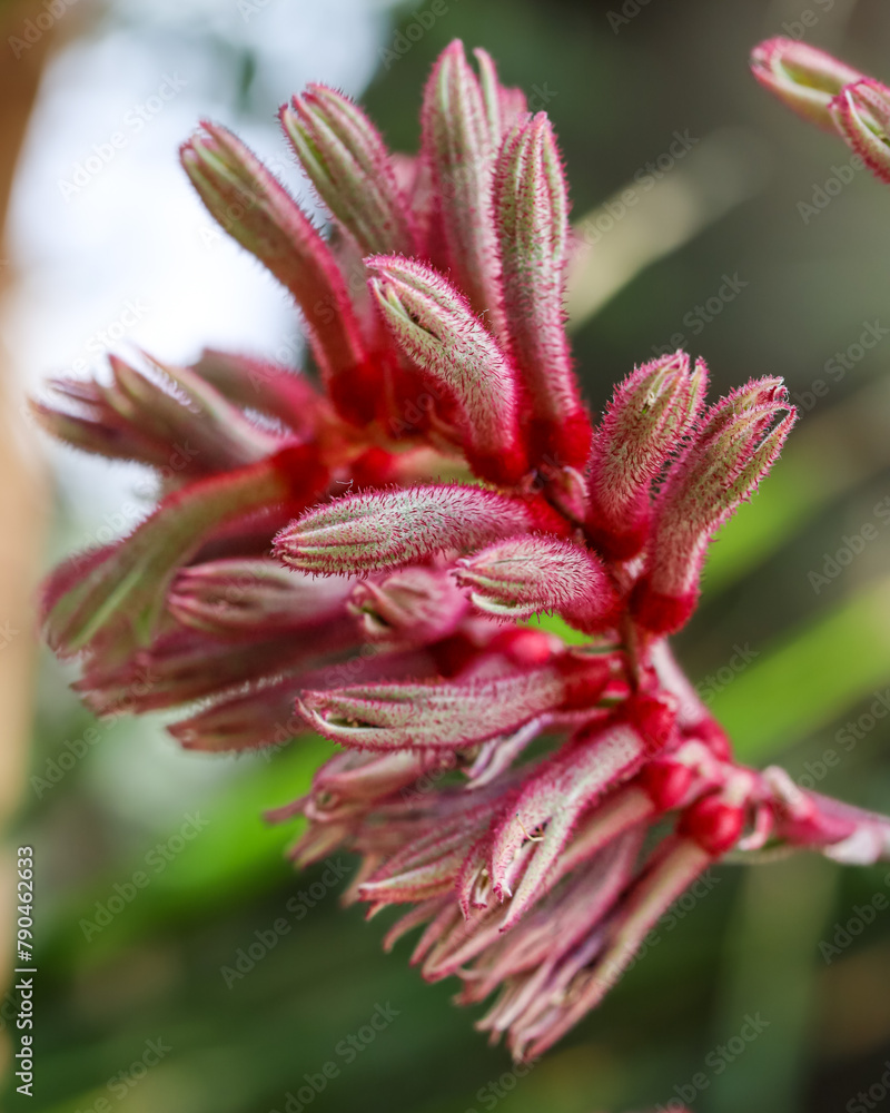 Tall kangaroo paw a species of plant found in Southwest Australia. Anigozanthos Flavidus flowers
Tall kangaroo paw a species of plant found in Southwest Australia. Anigozanthos Flavidus flowers