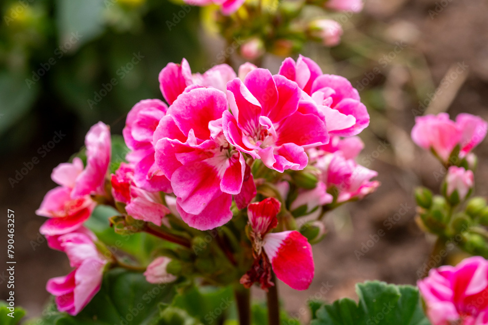 Beautiful pelargoniums bloom in Marmaris, Turkey. Close up of beautiful pink flowers on a branch among green leaves.Vibrant dark mauve geranium flowers close up in the garden on green foliage natural Beautiful pelargoniums bloom in Marmaris, Turkey. Close up of beautiful pink flowers on a branch among green leaves.Vibrant dark mauve geranium flowers close up in the garden on green foliage natural