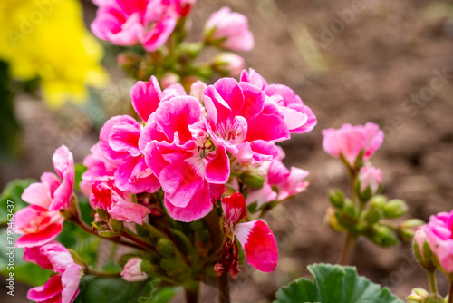 Beautiful pelargoniums bloom in Marmaris  Turkey. Close up of beautiful pink flowers on a branch among green leaves.Vibrant dark mauve geranium flowers close up in the garden on green foliage natural 