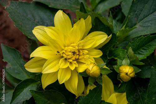Yellow dahlia on a cloudy day after rain close up. Yellow Dahlia bathed in sunshine. 