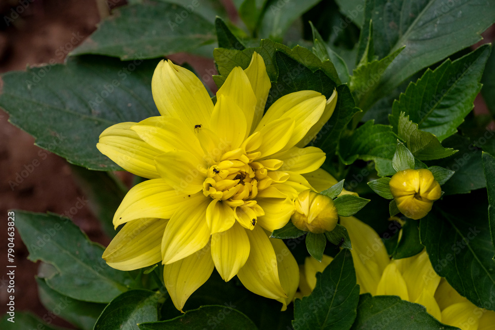 Yellow dahlia on a cloudy day after rain close up. Yellow Dahlia bathed in sunshine. Yellow dahlia on a cloudy day after rain close up. Yellow Dahlia bathed in sunshine.