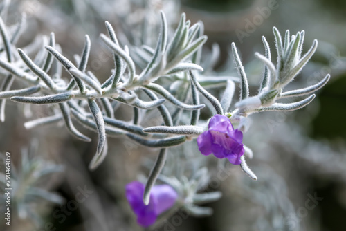 Violet flowers and white hairy leaves of Eremophila Nivea, known also as Silky Emu Bush . It is a shrub flowering plant
 photo
