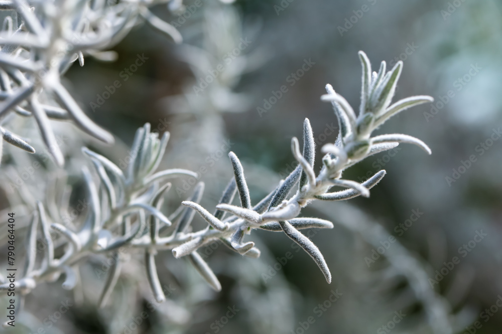Violet flowers and white hairy leaves of Eremophila Nivea, known also as Silky Emu Bush . It is a shrub flowering plant
Violet flowers and white hairy leaves of Eremophila Nivea, known also as Silky Emu Bush . It is a shrub flowering plant