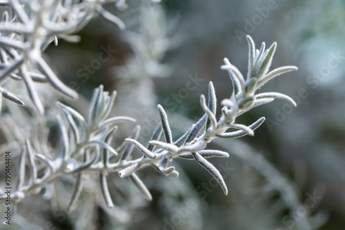 Violet flowers and white hairy leaves of Eremophila Nivea, known also as Silky Emu Bush . It is a shrub flowering plant
 photo