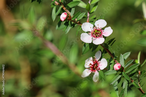 closeup of white manuka flowers in bloom with blurred background and copy space 