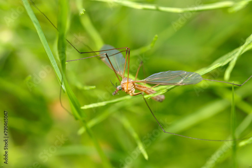 草地に潜むミカドガガンボの成虫（自然光＋ストロボ、マクロ接写撮影） © SAIGLOBALNT