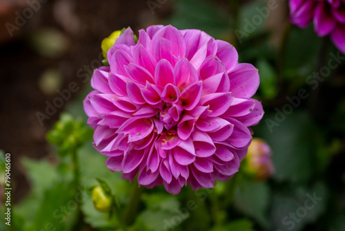 red flowers dahlias flowerbed light background. Beautiful Pink Zinnia flower of my garden