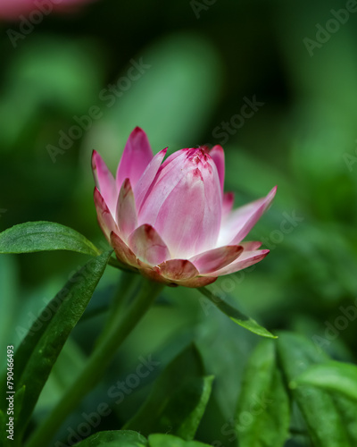 Colourful Australian pink with yellow center native daisy growing in the garden, Xerochrysum Bracteatum, Rose Strawflower bud 