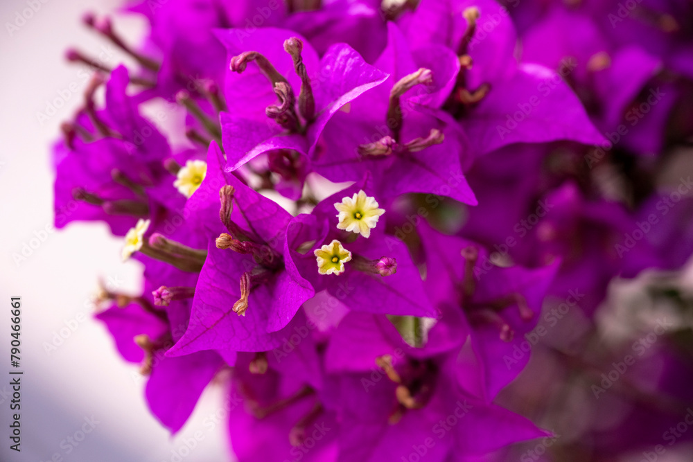 Obraz premium An image of the Bougainvillea flower. Pretty, colofrul flowers of purple Bougainvillea glabra plant close up
