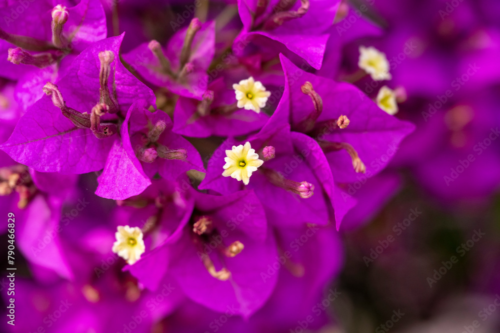 An image of the Bougainvillea flower. Pretty, colofrul flowers of purple Bougainvillea glabra plant close up An image of the Bougainvillea flower. Pretty, colofrul flowers of purple Bougainvillea glabra plant close up