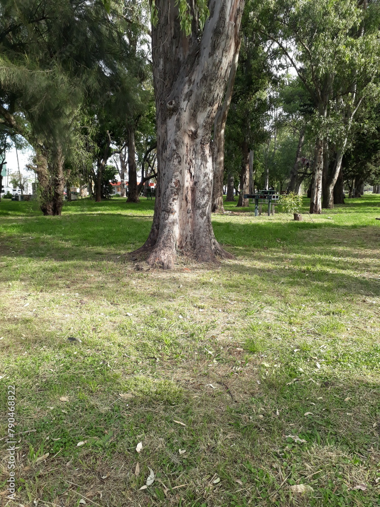 Obraz premium Árbol de parque