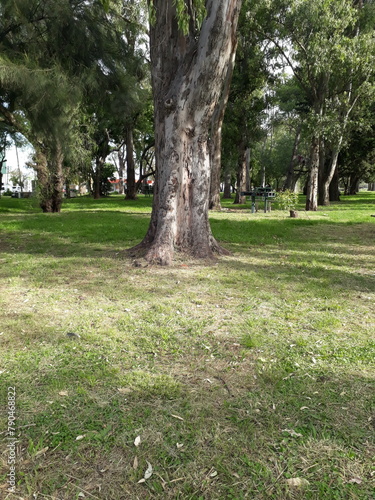 Árbol de parque
