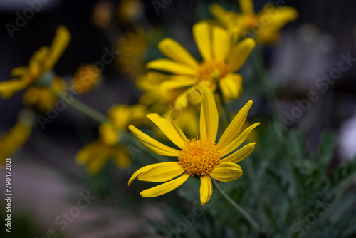 Beauty yellow flowers.Yellow daisies  yellow flowers  yellow petals and green stems.Ligularia sibirica  mostly in central and eastern Asia.