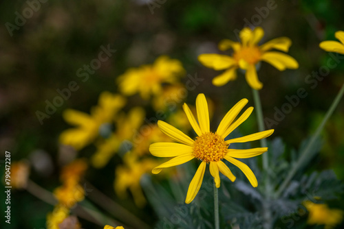 Beauty yellow flowers.Yellow daisies, yellow flowers, yellow petals and green stems.Ligularia sibirica, mostly in central and eastern Asia.