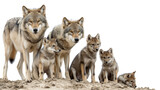 A pack of wolves, including adults and pups, stand on sand against a white background.