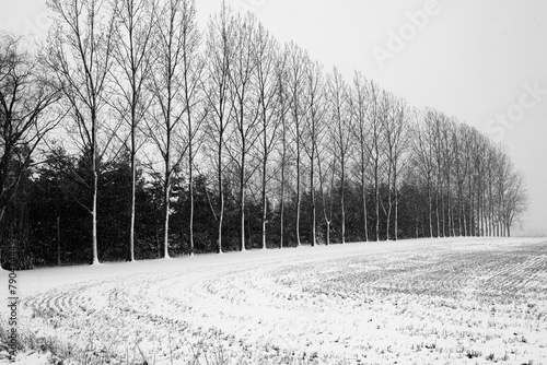 Row of trees getting covered with snow in Wisconsin