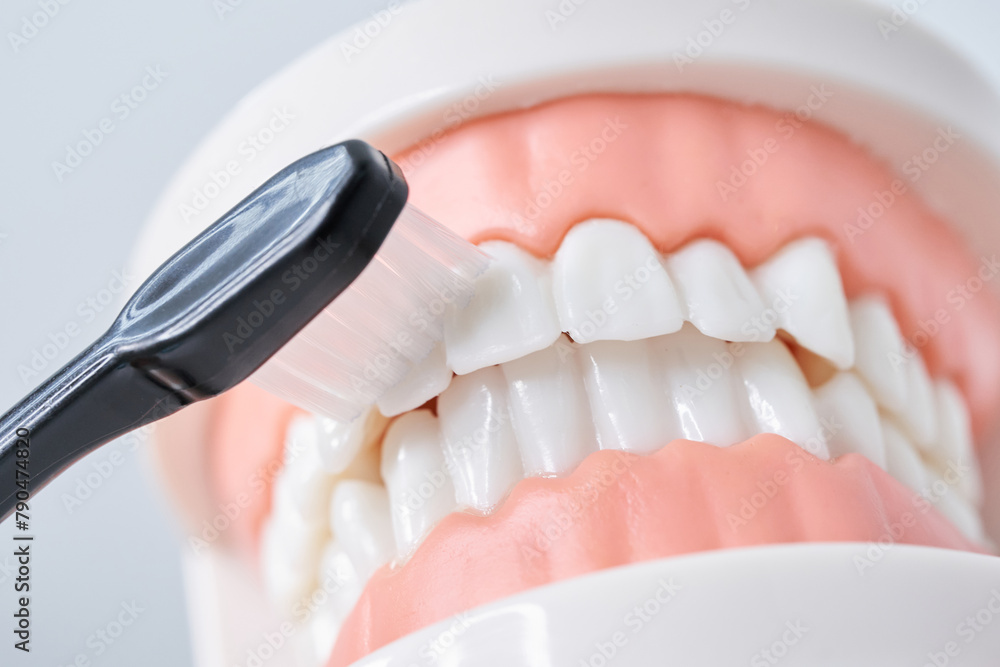 Obraz premium 歯ブラシと歯列模型