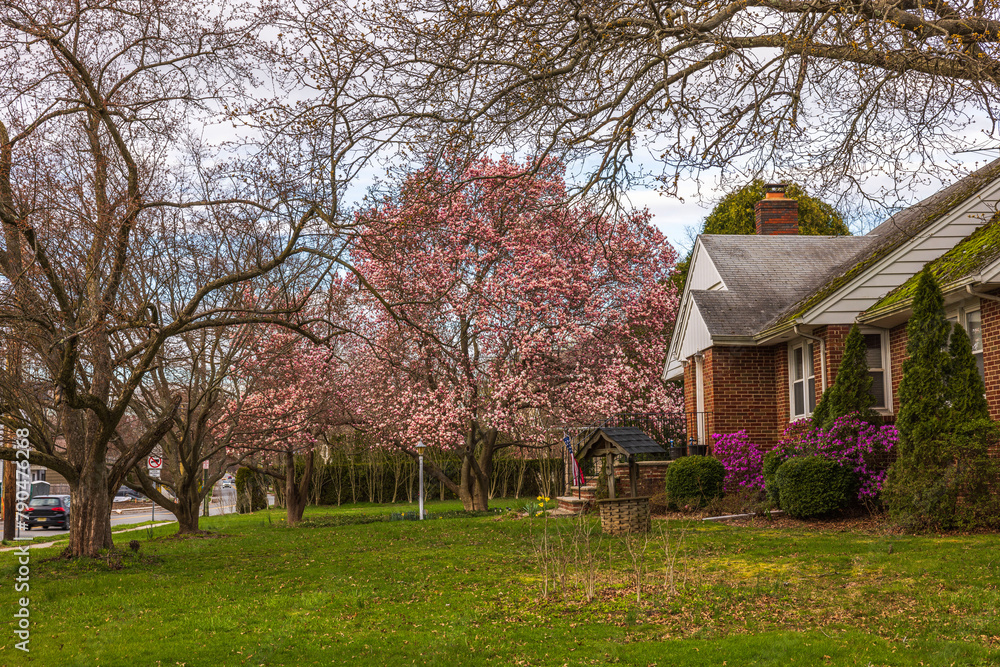 Beautiful view of a garden with blooming magnolia trees in early spring against a cloudy sky.  New Jersey. USA.
