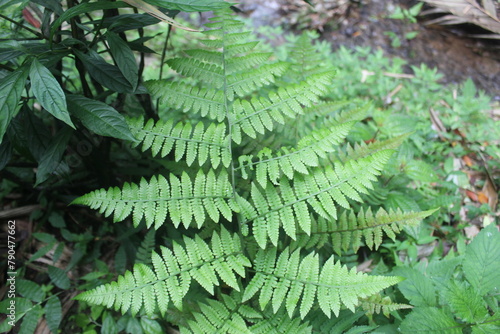 Beautiful fern leaf texture in nature. Fern leaves close up. Fern plants in the forest. Background nature concept.