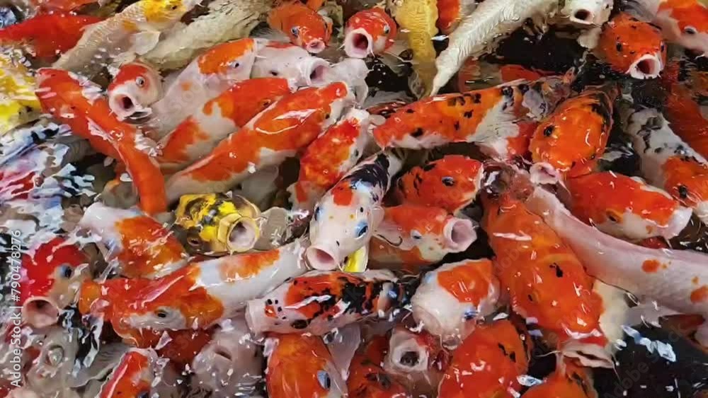 Colorful Koi Fish Swimming In The Pond, Open Mouth To Feed. Slow Motion Carp. Colorful Koi Fish Swimming In The Pond, Open Mouth To Feed. Slow Motion Carp.