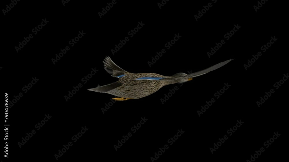 Wild Duck Waterfowl Bird - Mallard Female - Flying Loop - Back Angle View Close Up - Alpha Channel - Realistic naturalistic 3D animation isolated on transparent background Wild Duck Waterfowl Bird - Mallard Female - Flying Loop - Back Angle View Close Up - Alpha Channel - Realistic naturalistic 3D animation isolated on transparent background