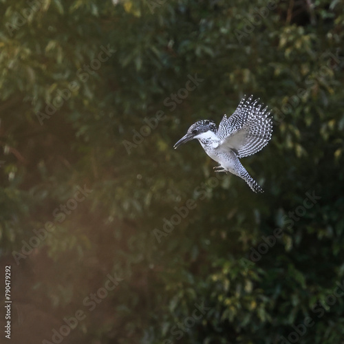 hovering above mountain stream, Crested Kingfisher