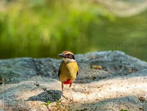 Beautiful brightly multiple colors bird perching on rock in nature Thailand, Fairy pitta (Pitta nympha) photo