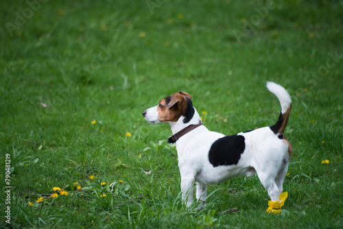 jack russell terrier