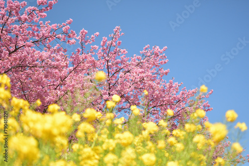 満開の河津桜と菜の花