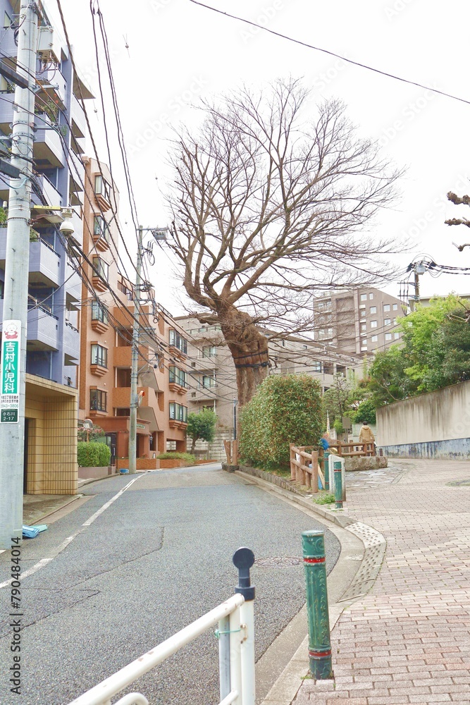 Bunkyo-ku, Tokyo, Japan, March 24, 2024.Mukunoki on Zenkoji Hill Bunkyo-ku, Tokyo, Japan, March 24, 2024.Mukunoki on Zenkoji Hill